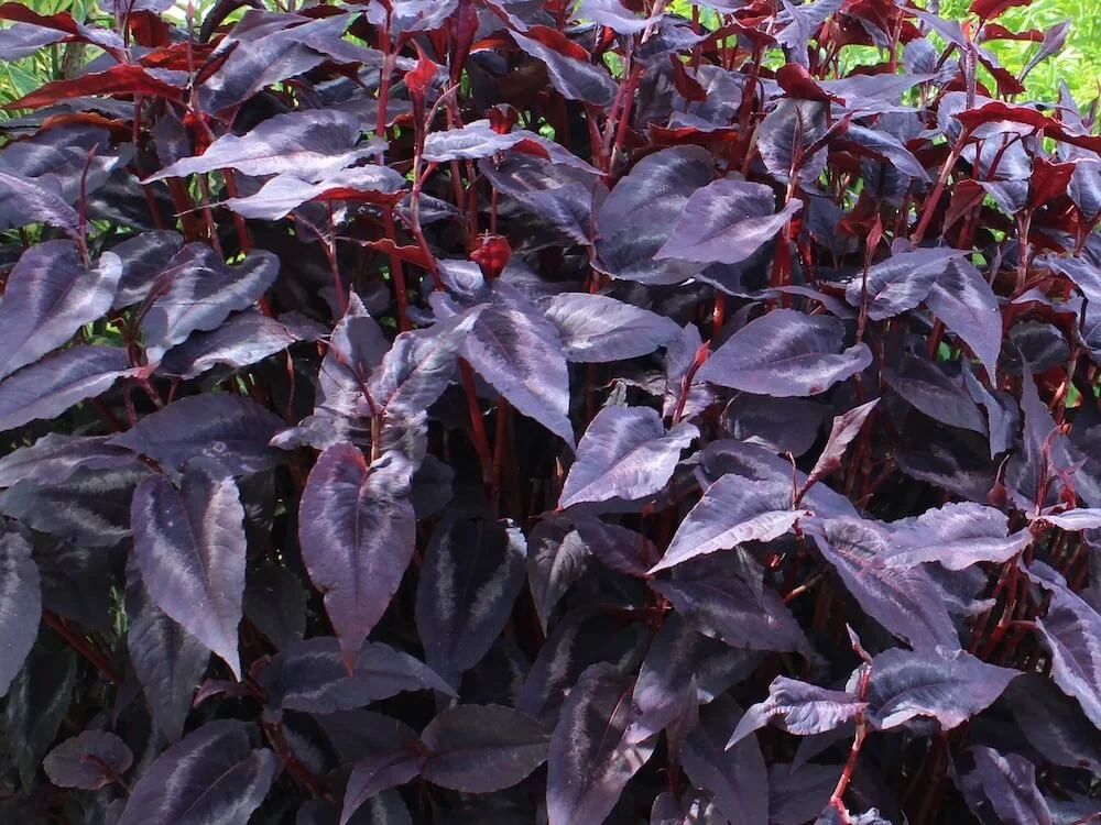 Persicaria microcephala 'Red Dragon' (Red Dragon Fleece Flower